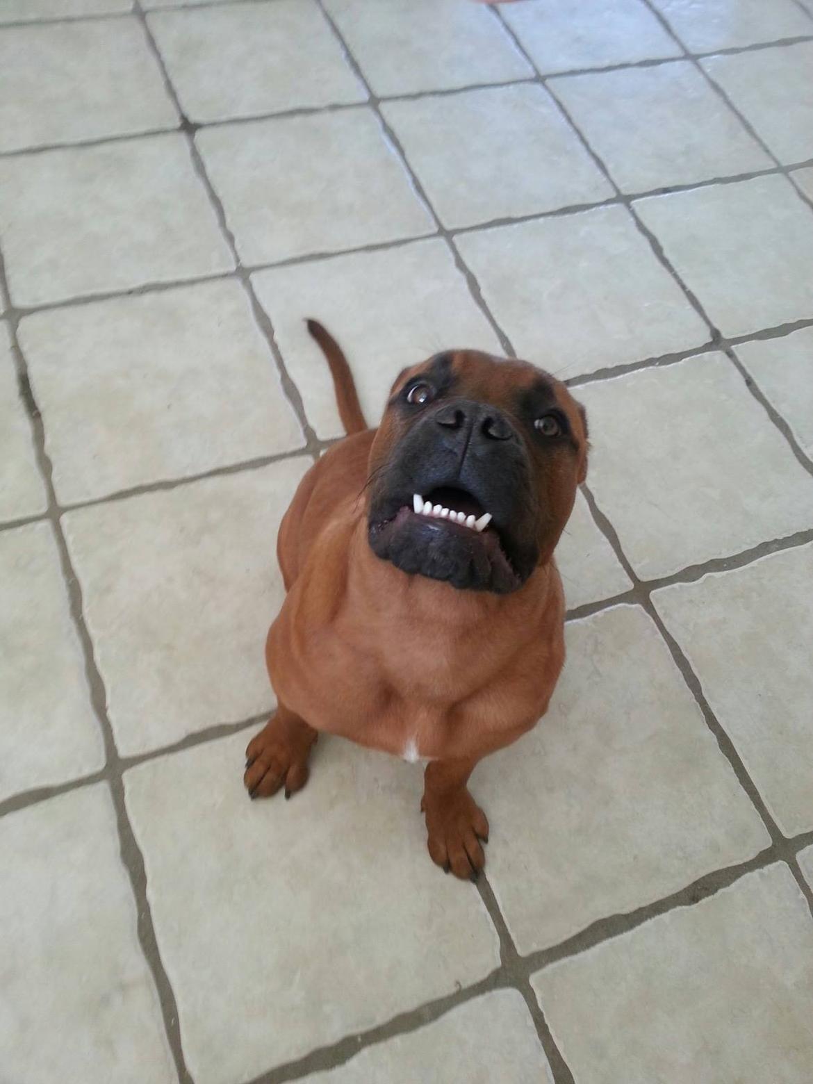 Dogue de bordeaux Ayka/future billede 6