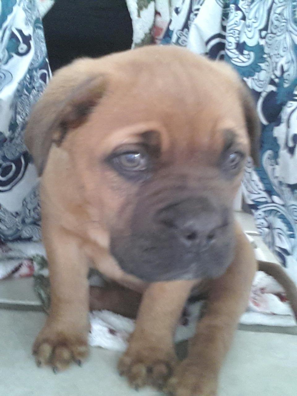 Dogue de bordeaux Ayka/future billede 7