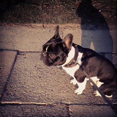 Fransk bulldog Cody billede 18