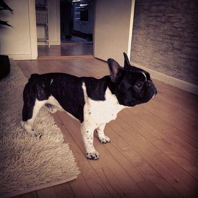 Fransk bulldog Cody billede 19
