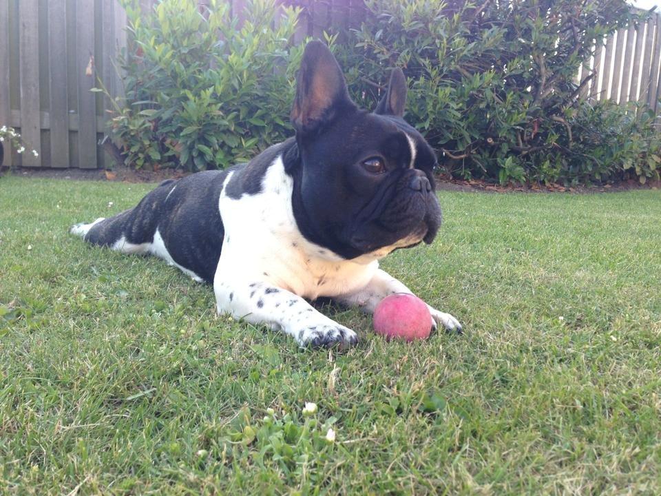 Fransk bulldog Cody billede 20