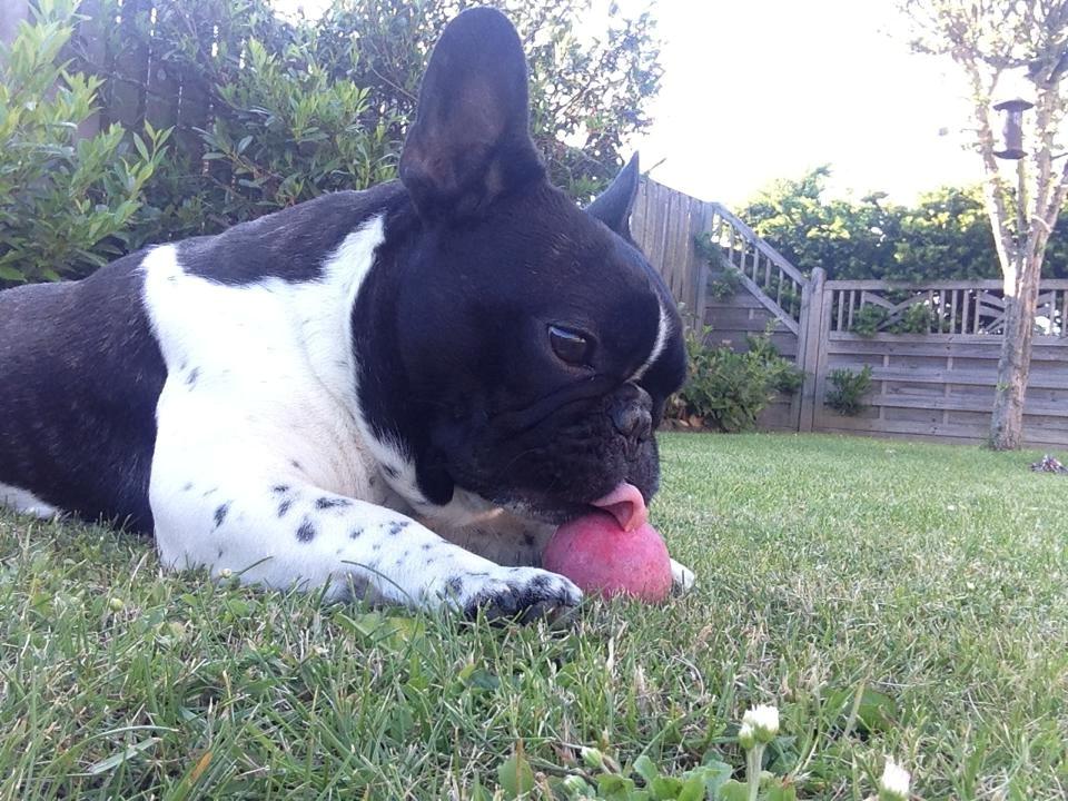 Fransk bulldog Cody billede 21