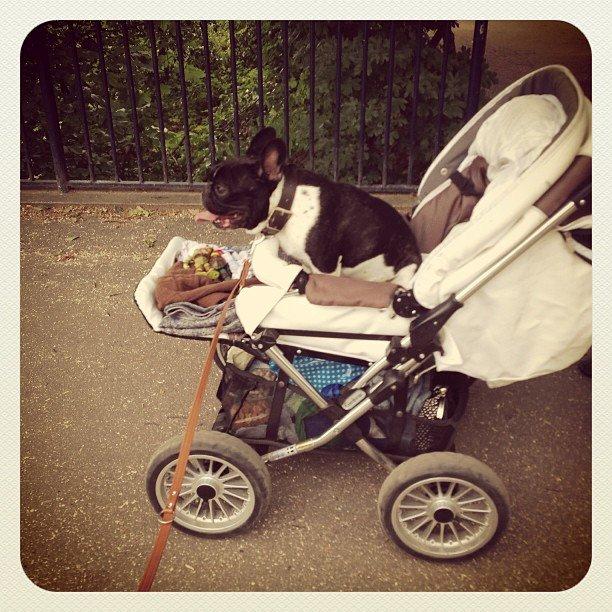 Fransk bulldog Cody billede 22