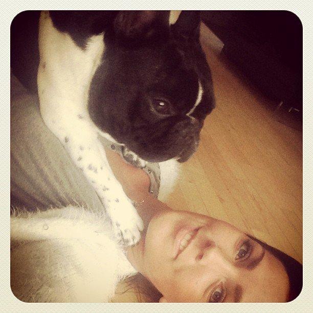 Fransk bulldog Cody billede 24