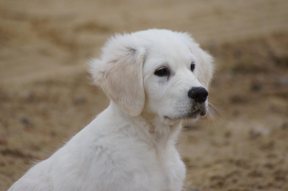 Golden retriever Simba billede 7