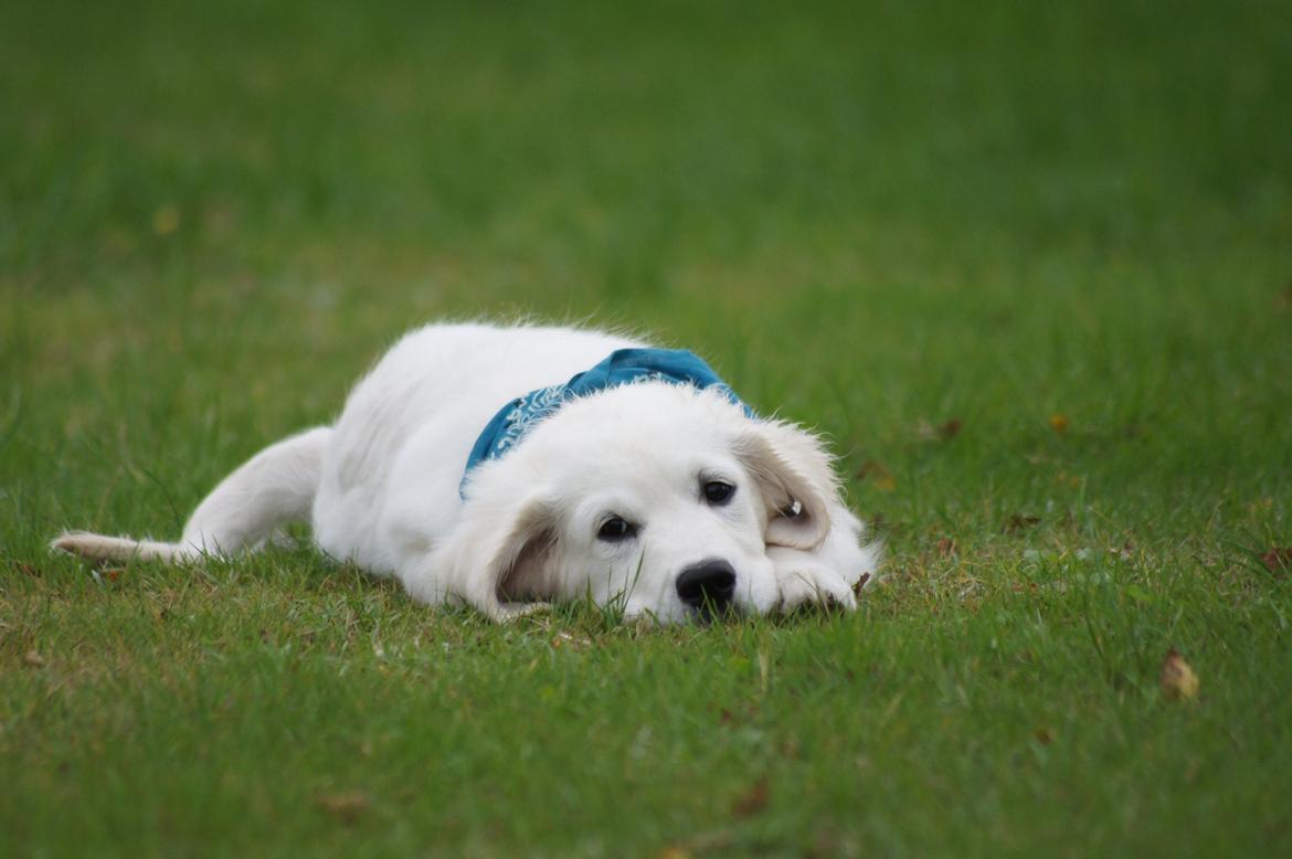 Golden retriever Simba billede 9