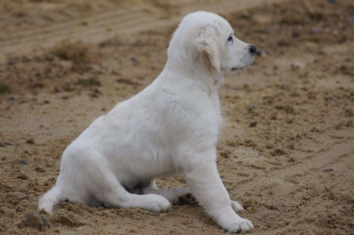 Golden retriever Simba billede 8