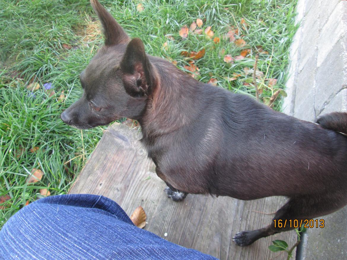 Blanding af racer Qiwi billede 30