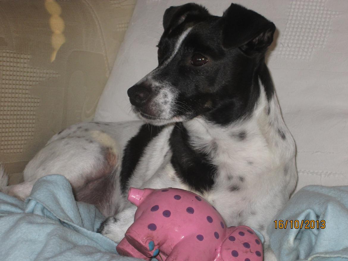 Dansk svensk gaardhund Aslan billede 36