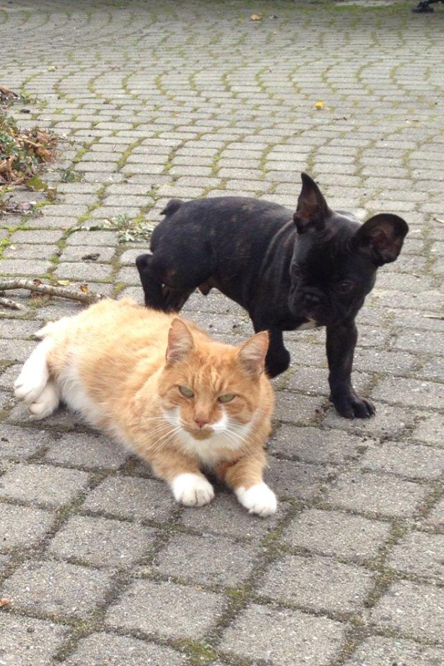 Fransk bulldog Humphrey Bogart billede 31