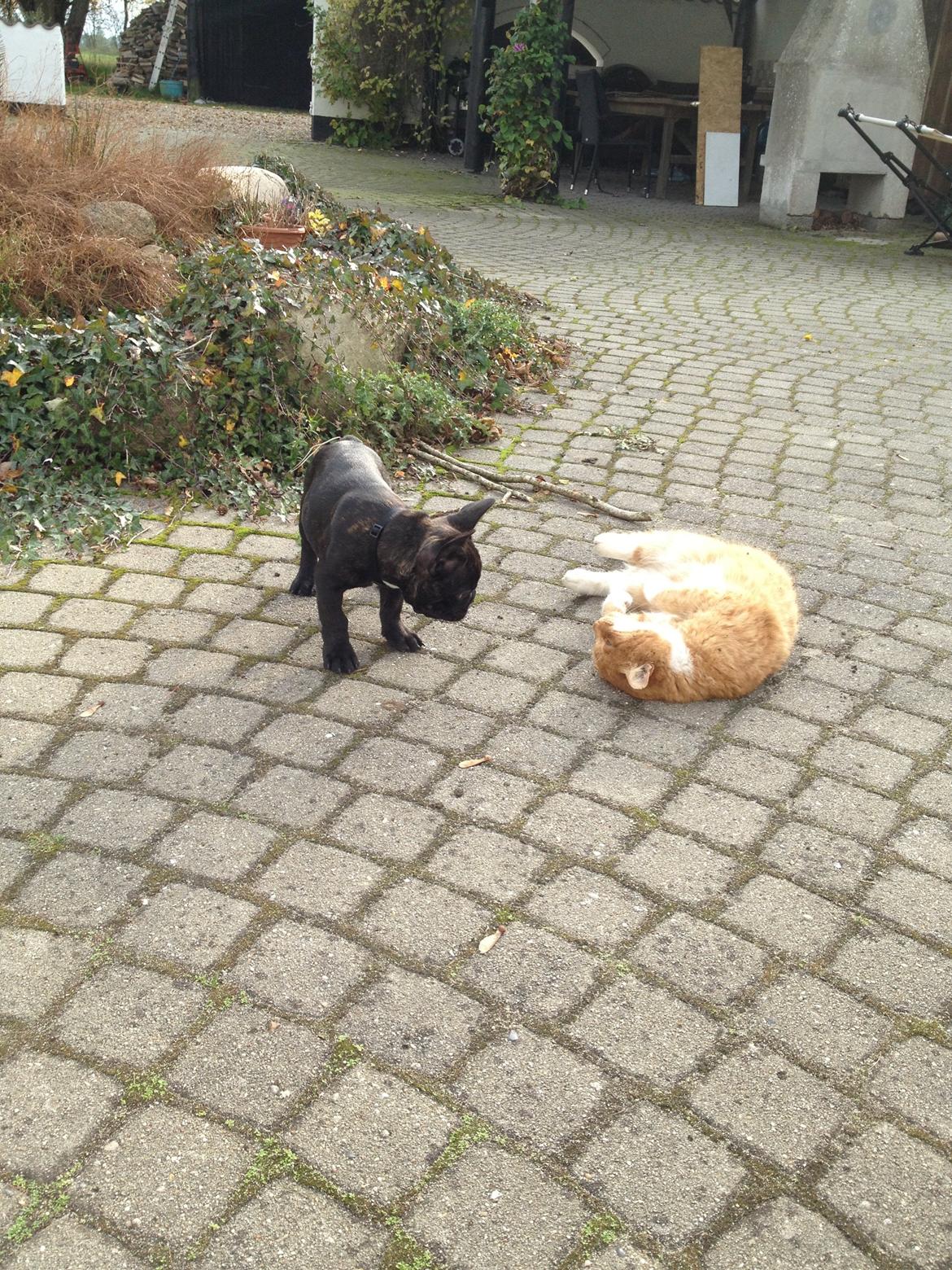 Fransk bulldog Humphrey Bogart billede 32