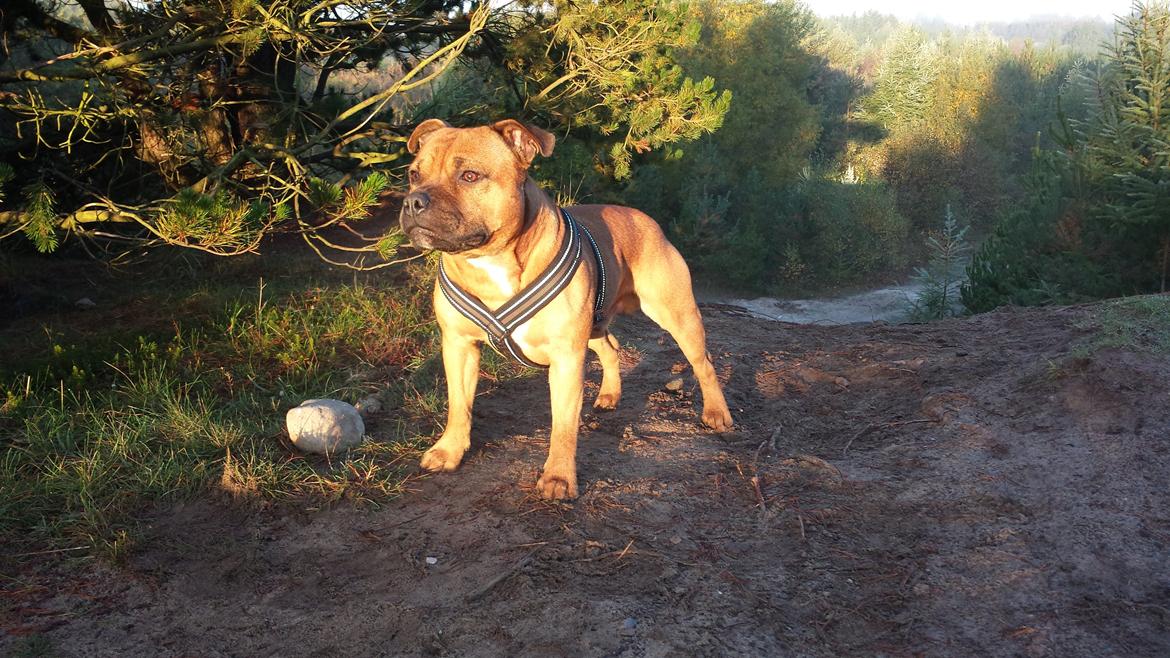 Staffordshire bull terrier Cooper - Skøn med morgensolen billede 34