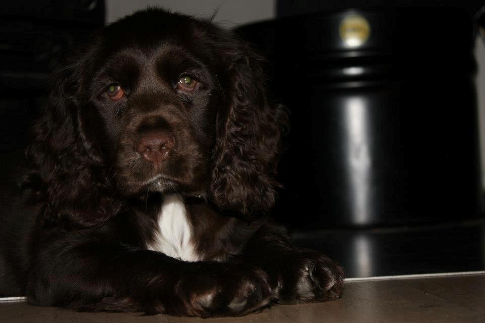 Cocker spaniel Chiko billede 6