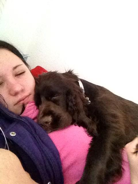 Cocker spaniel Chiko billede 7