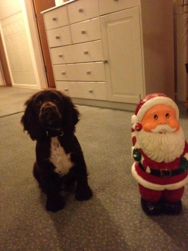 Cocker spaniel Chiko billede 8