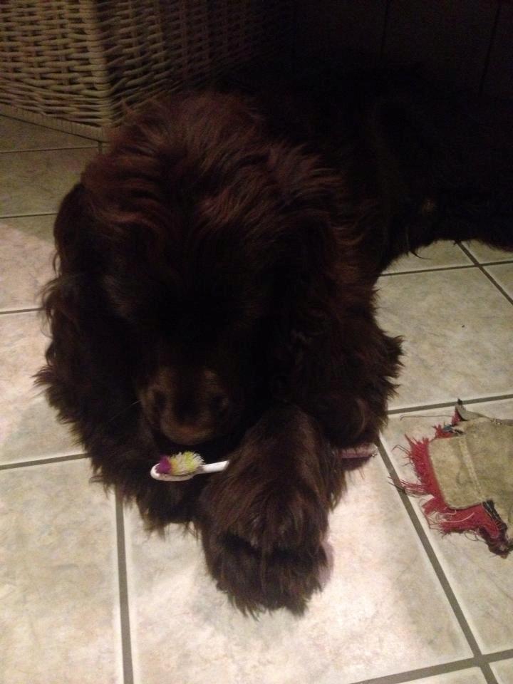 Cocker spaniel Chiko billede 9