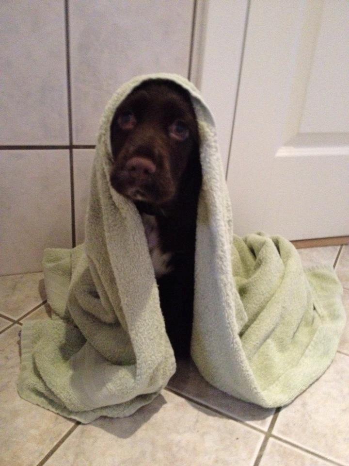 Cocker spaniel Chiko billede 10