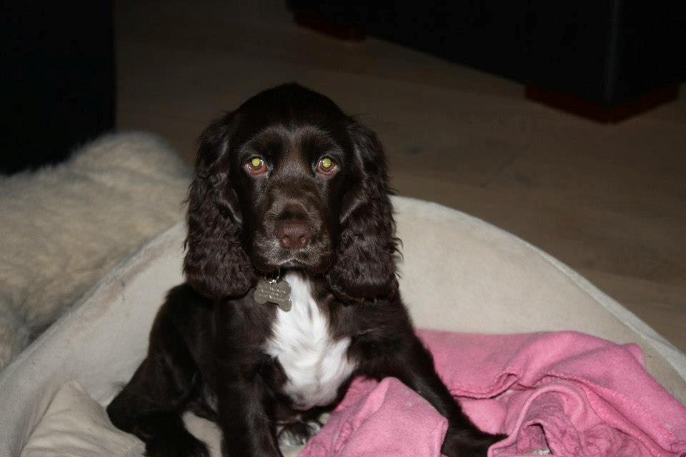 Cocker spaniel Chiko billede 11