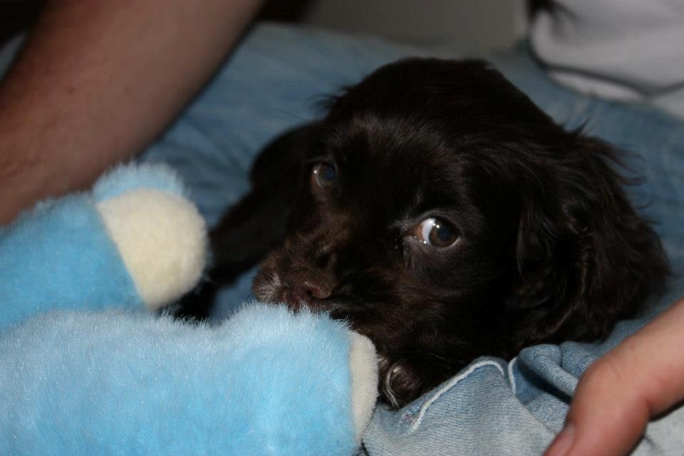 Cocker spaniel Chiko billede 12