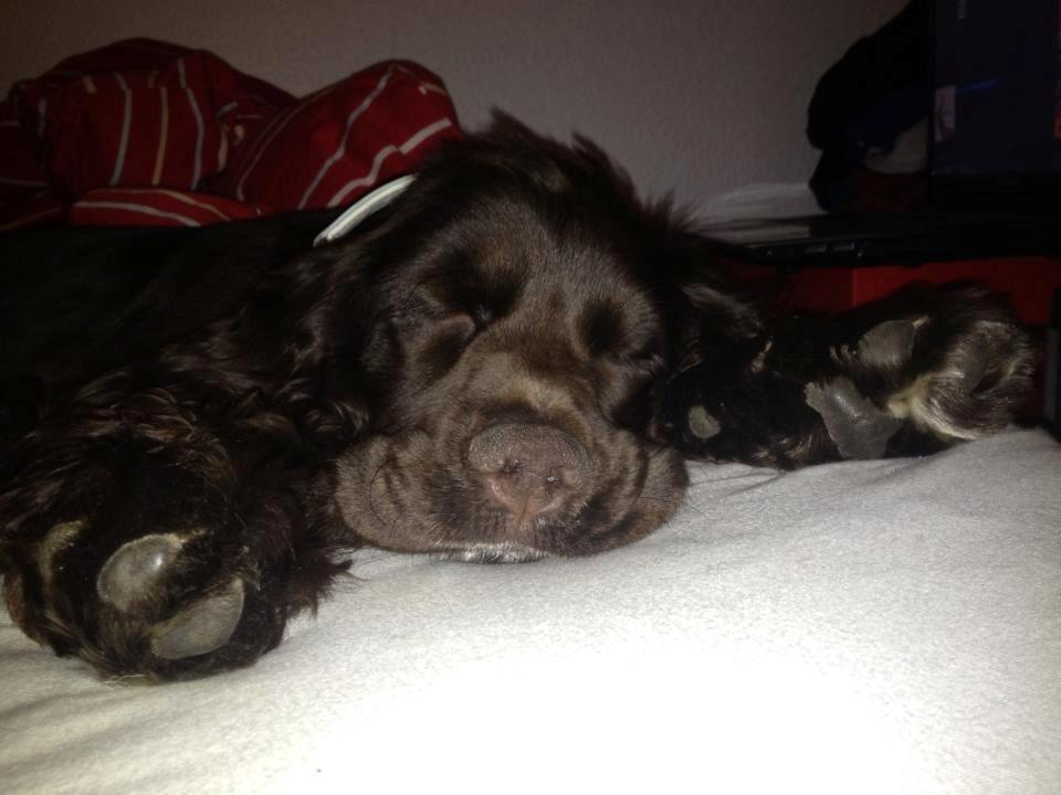 Cocker spaniel Chiko billede 13