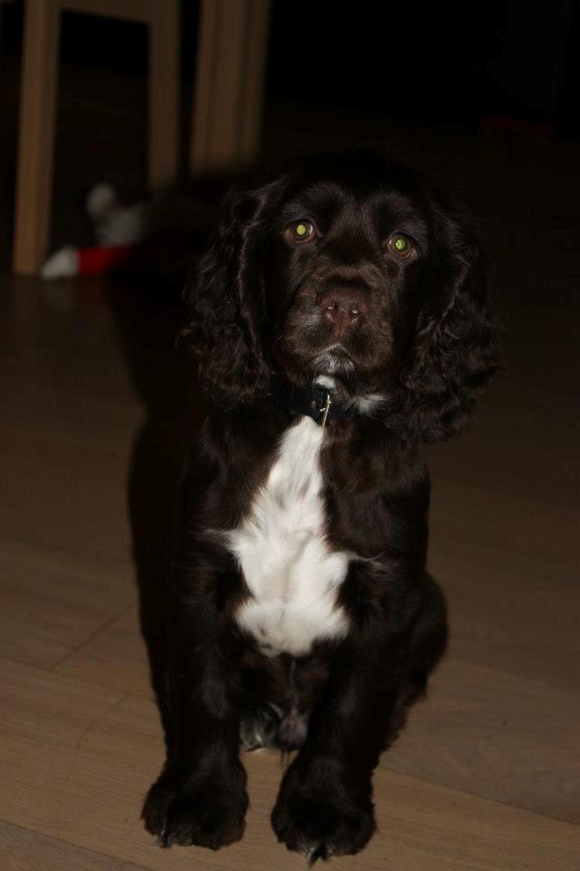 Cocker spaniel Chiko billede 14