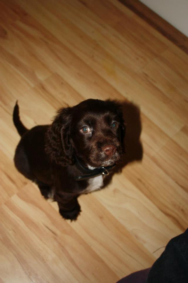 Cocker spaniel Chiko billede 15