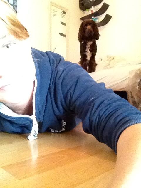 Cocker spaniel Chiko billede 16