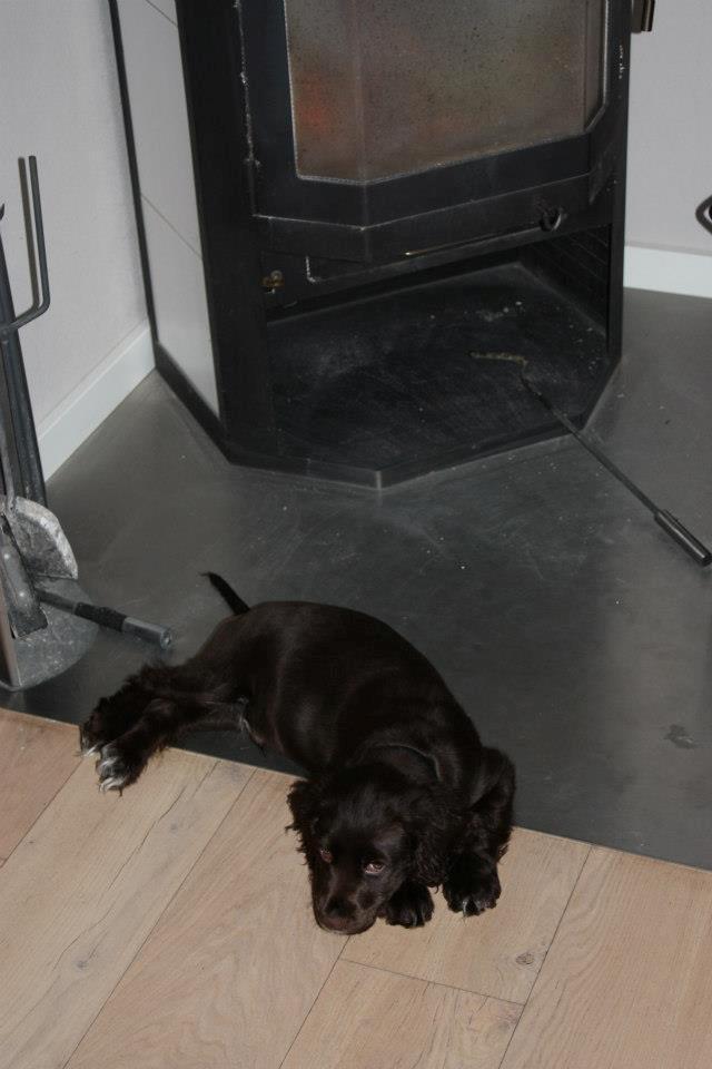 Cocker spaniel Chiko billede 17