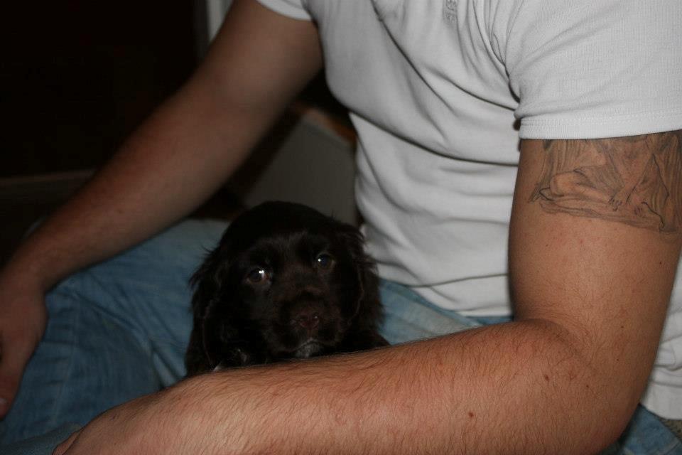 Cocker spaniel Chiko billede 19