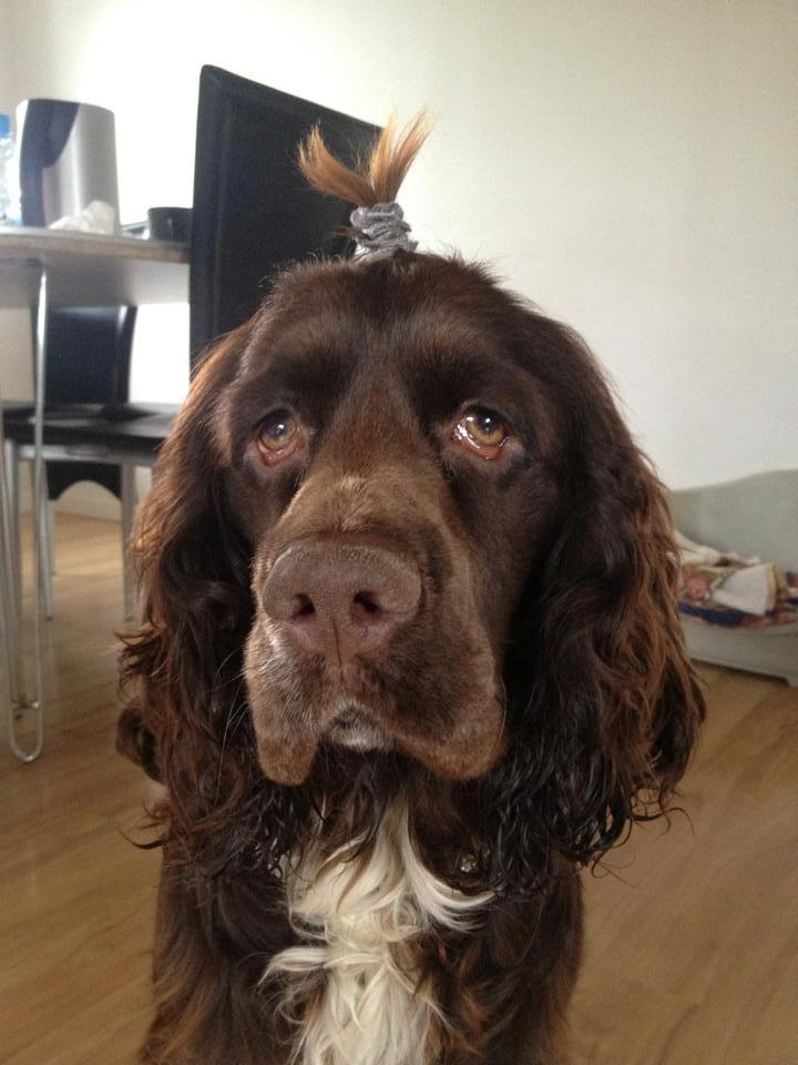 Cocker spaniel Chiko billede 21