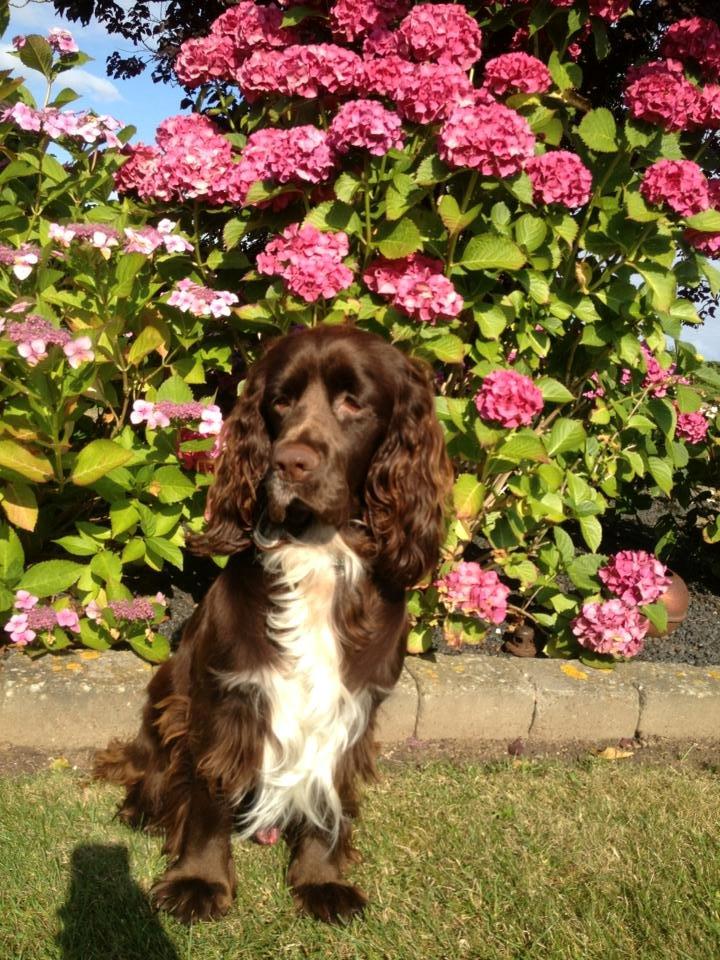 Cocker spaniel Chiko billede 22