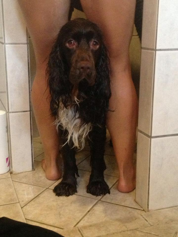 Cocker spaniel Chiko billede 23