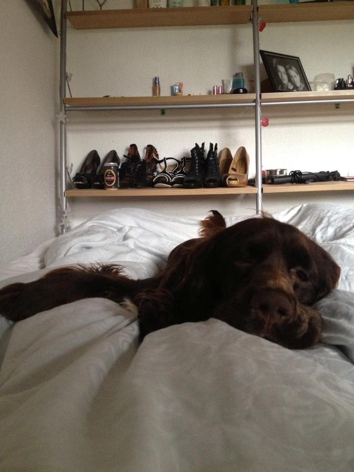 Cocker spaniel Chiko billede 26