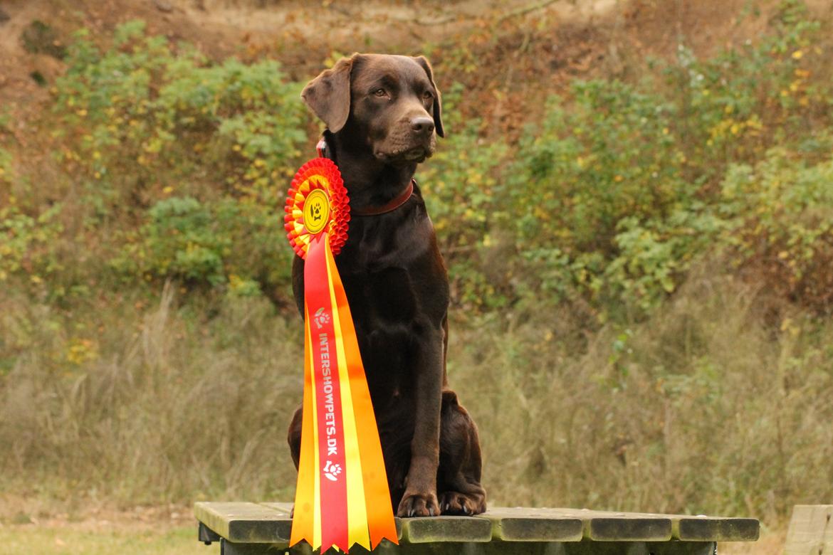 Labrador retriever Nougat billede 16