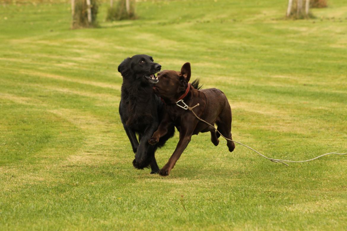 Labrador retriever Nougat billede 17