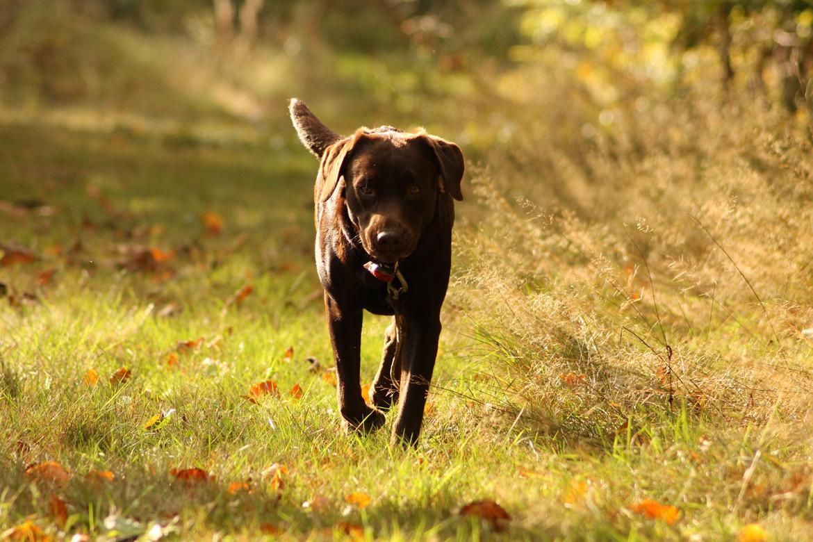Labrador retriever Nougat billede 2