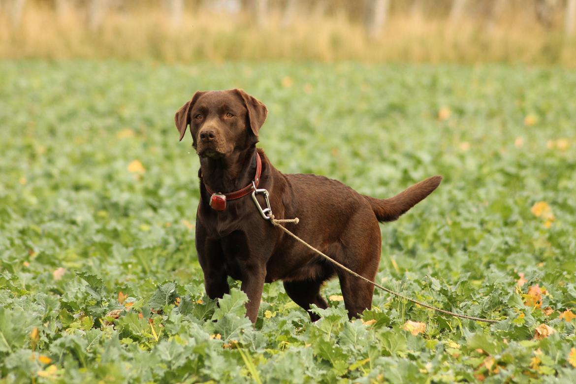 Labrador retriever Nougat billede 18