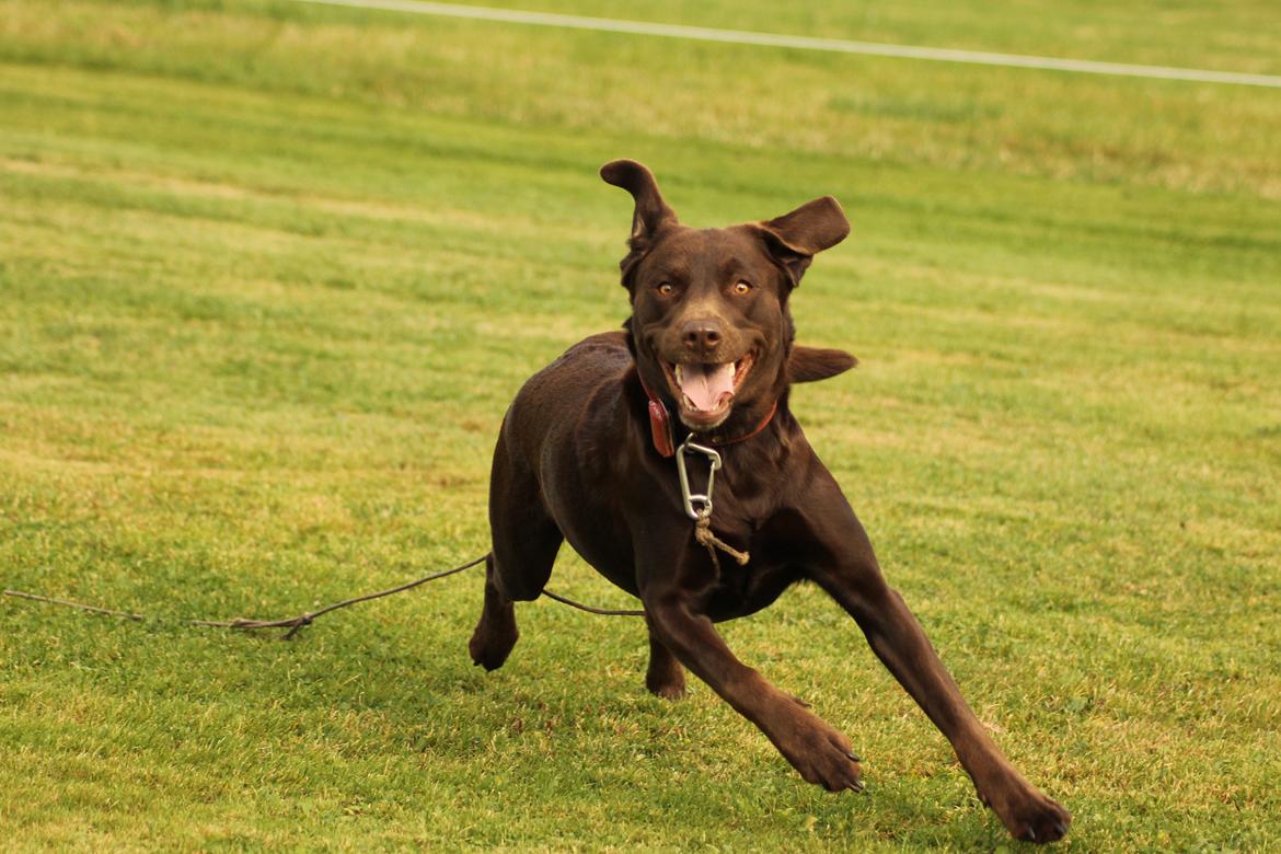 Labrador retriever Nougat billede 19