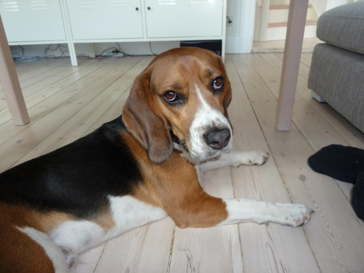 Blanding af racer Beagle/Basset - Walther billede 2