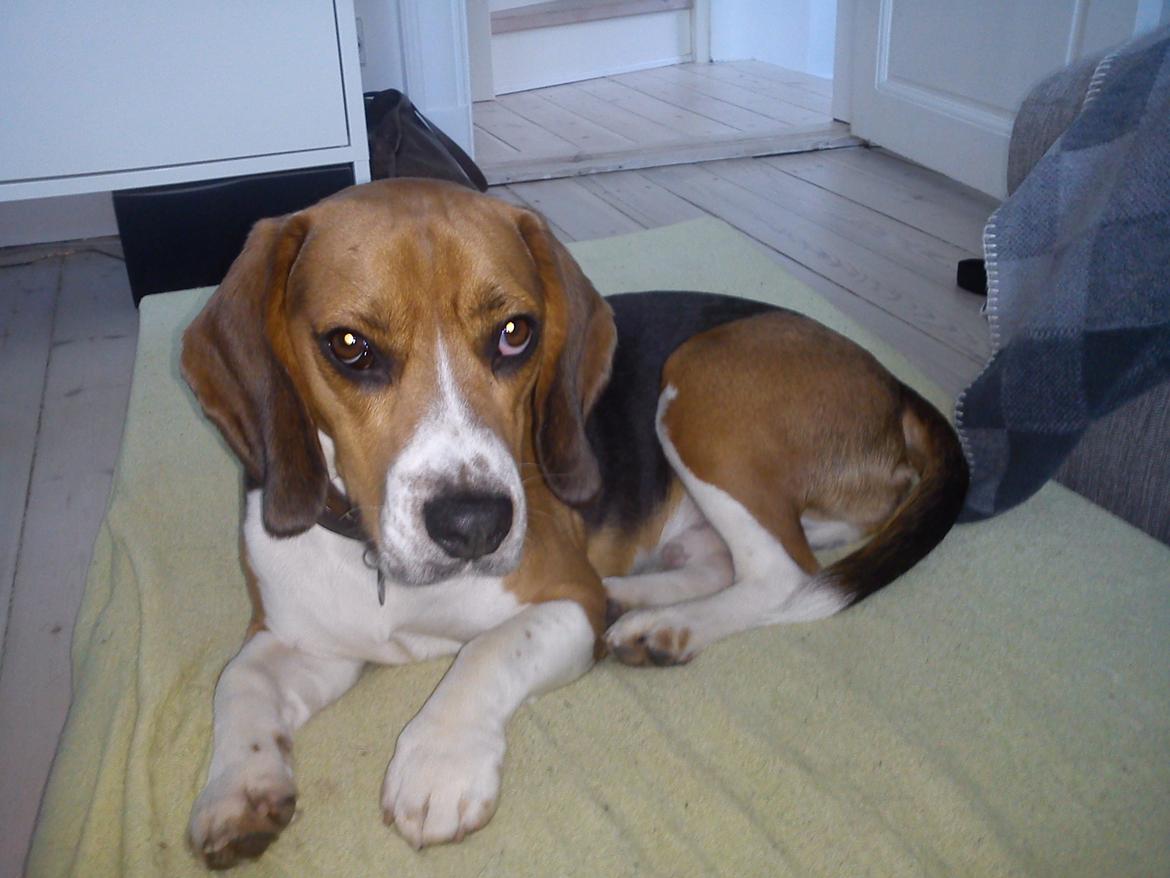 Blanding af racer Beagle/Basset - Walther billede 6