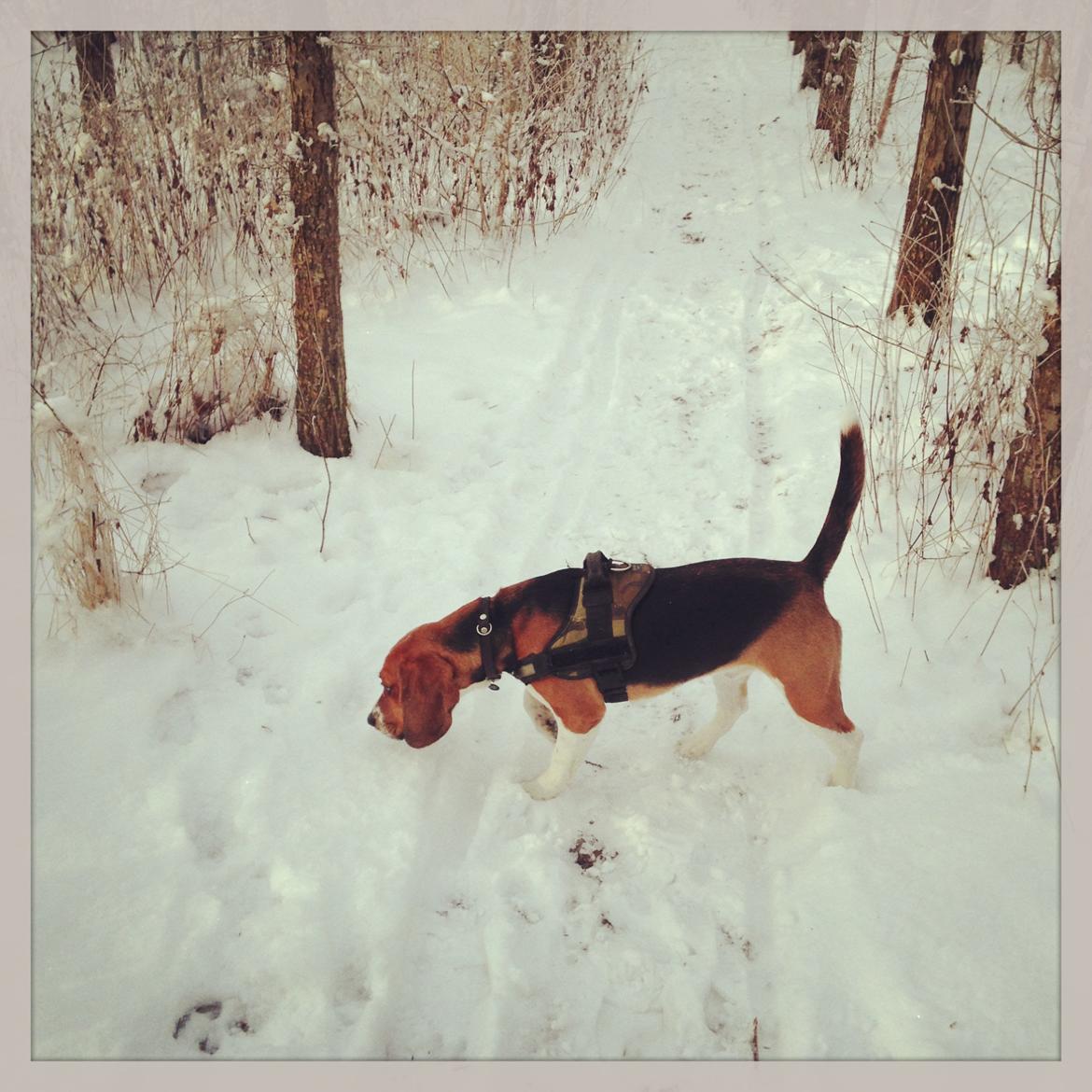 Blanding af racer Beagle/Basset - Walther billede 3
