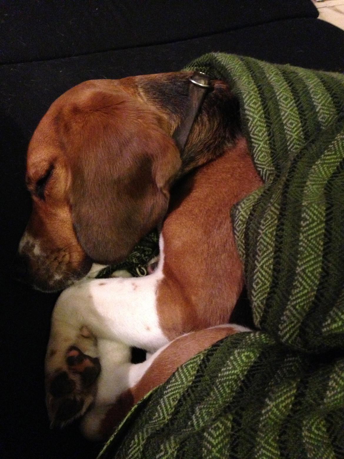 Blanding af racer Beagle/Basset - Walther billede 7