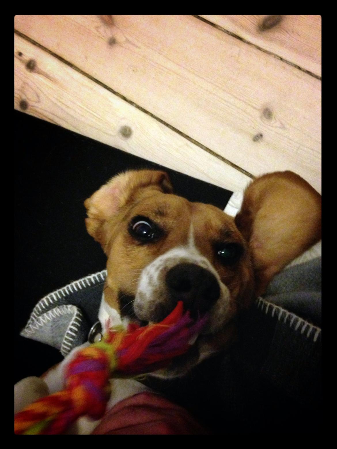 Blanding af racer Beagle/Basset - Walther billede 8