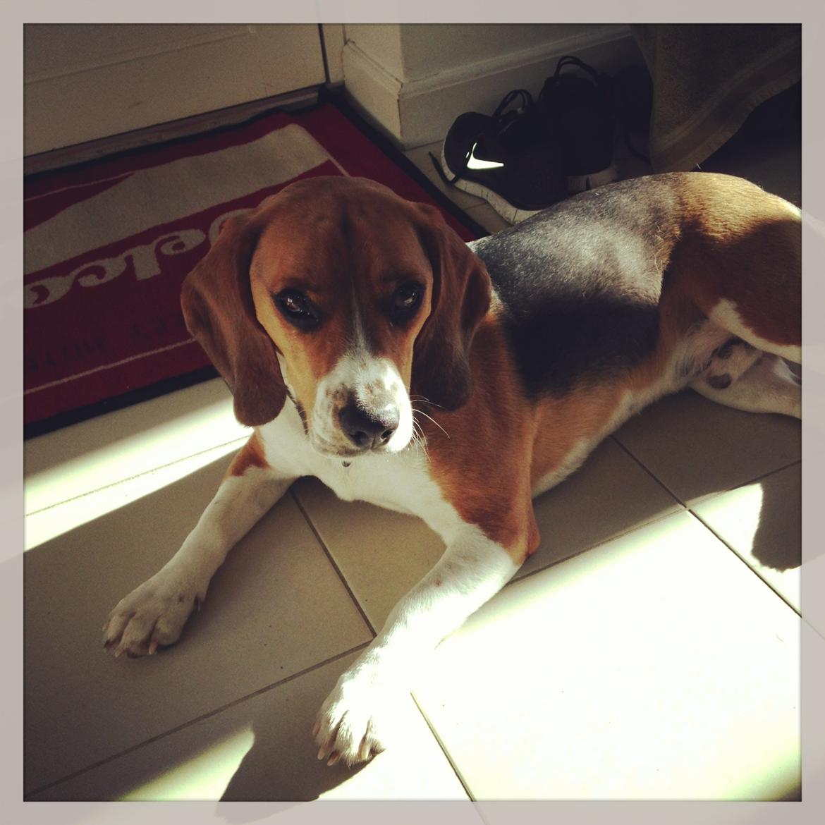 Blanding af racer Beagle/Basset - Walther billede 1