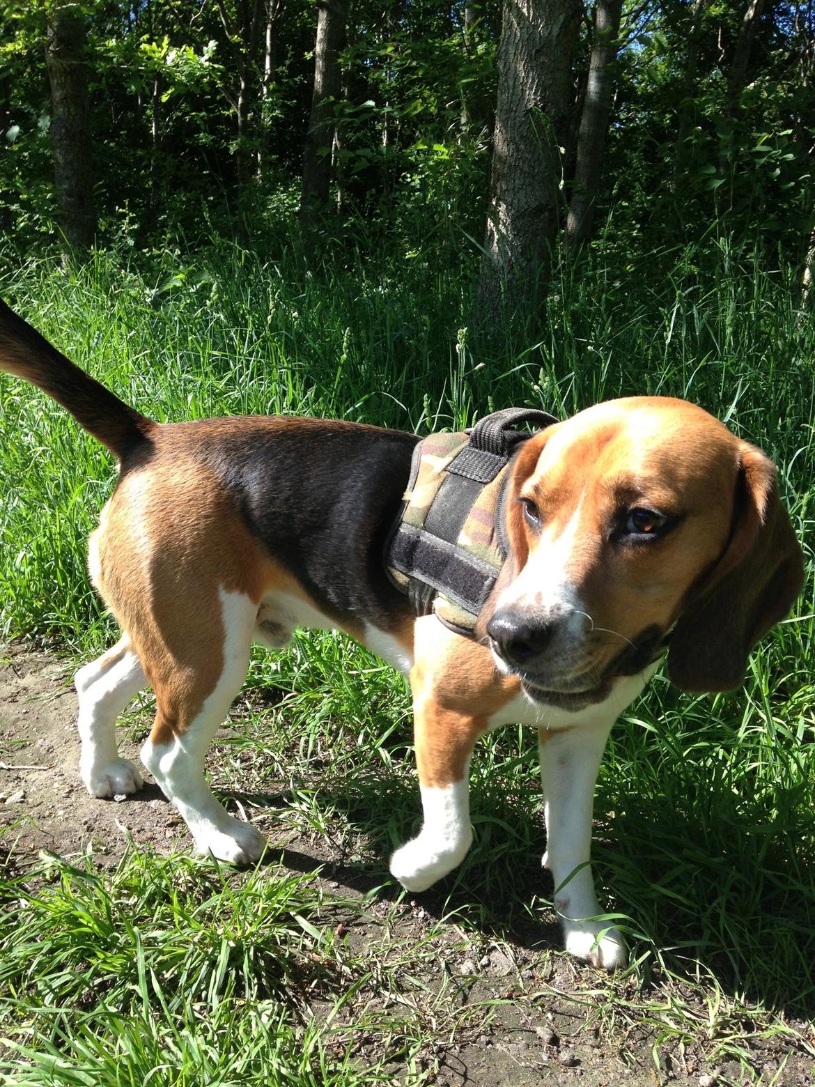 Blanding af racer Beagle/Basset - Walther billede 4