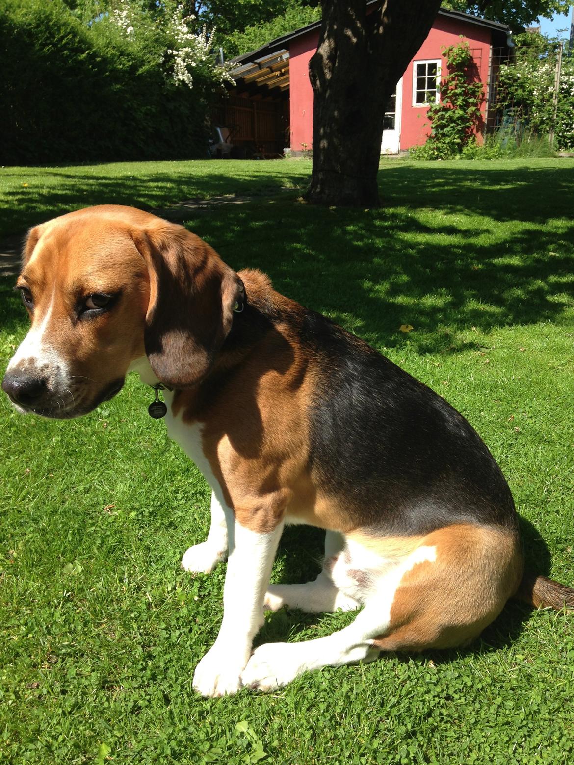 Blanding af racer Beagle/Basset - Walther billede 9