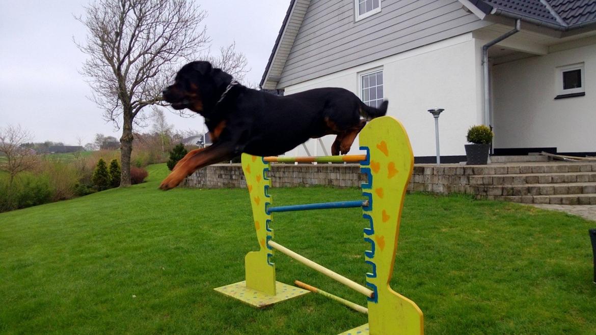 Rottweiler Zonar - Spring træning! :D billede 10