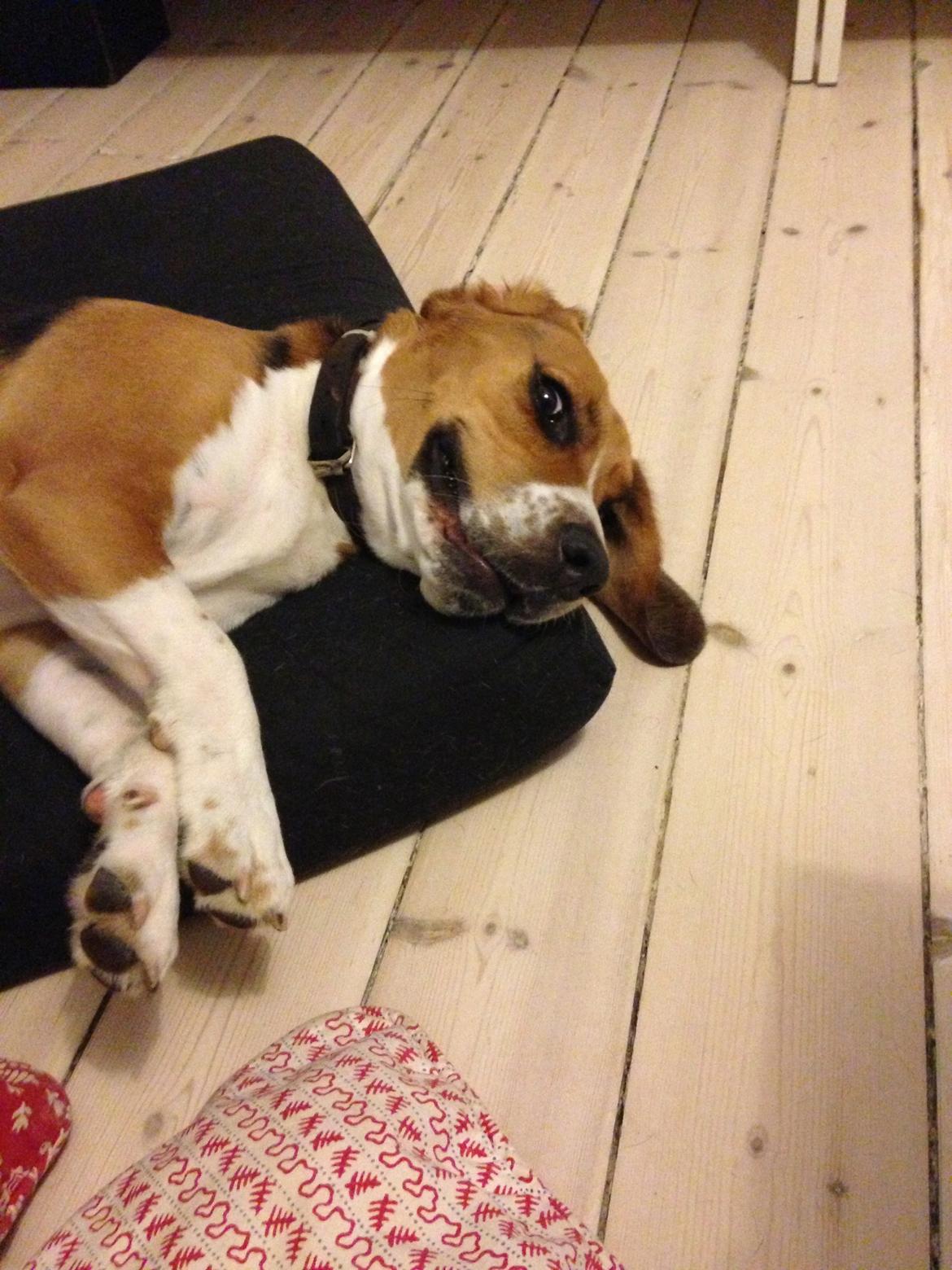 Blanding af racer Beagle/Basset - Walther billede 10