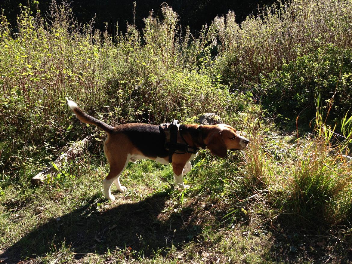Blanding af racer Beagle/Basset - Walther billede 5