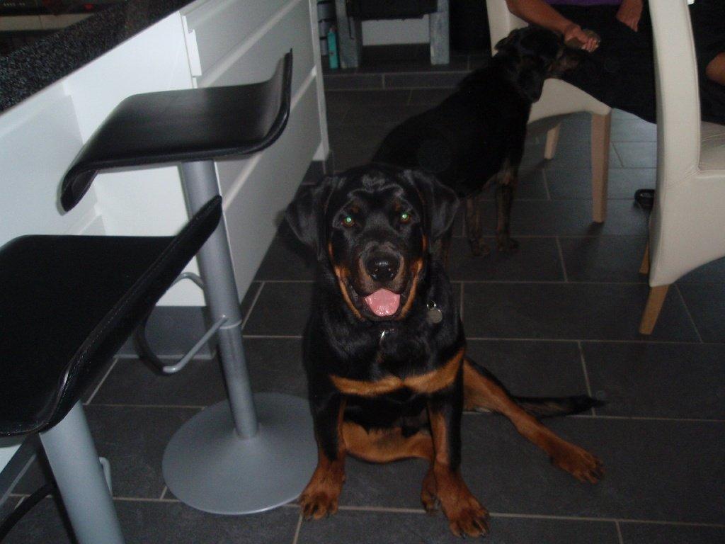Rottweiler Zonar - Man kan ikke andet end at elske denne over dejlige hund!<3  billede 12